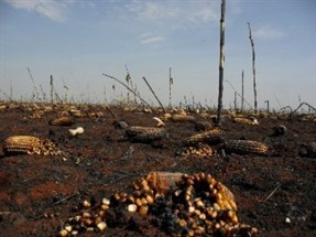 Bombeiros atenderam mais de 45 ocorrências de incêndio este mês na região de Maringá